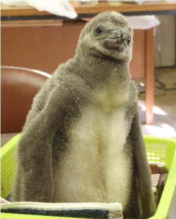 フンボルトペンギンのヒナ誕生 県<b>こども動物自然公園</b>