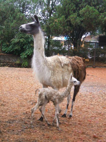 びっくり、ラマが１６年ぶり出産 <b>仙台</b>・<b>八木山動物公園</b>: Omiwaの <b>...</b>